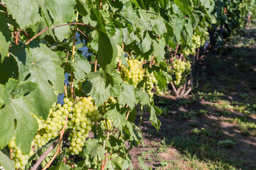 Row of grapevine with white grape on vineyard, selective focus