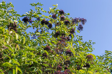 Branches of elderberry with ripe berries against the clear sky