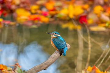 Kingfisher, Odense å, Fyn, Danmark
