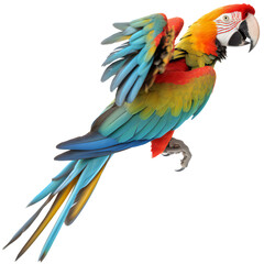 Fototapeta premium Colourful macaw parrot flying isolated on transparent