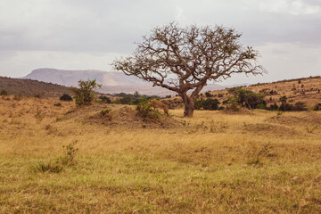 Fototapeta na wymiar Golden meadows in the savanna fields in Kenya, Africa. African Savannah Landscape in Masai Mara National Reserve.