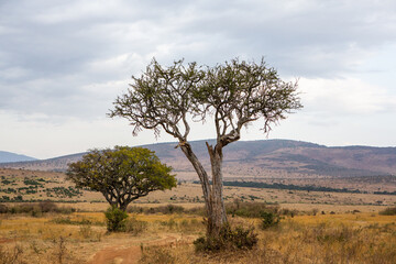 Golden meadows in the savanna fields in Kenya, Africa. African Savannah Landscape in Masai Mara National Reserve.