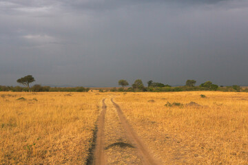 Obraz premium Golden meadows in the savanna fields in Kenya, Africa. African Savannah Landscape in Masai Mara National Reserve.