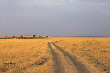 Fototapeta premium Golden meadows in the savanna fields in Kenya, Africa. African Savannah Landscape in Masai Mara National Reserve.