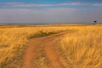 Golden meadows in the savanna fields in Kenya, Africa. African Savannah Landscape in Masai Mara...