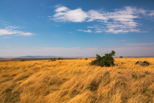 Golden meadows in the savanna fields in Kenya, Africa. African Savannah Landscape in Masai Mara National Reserve.