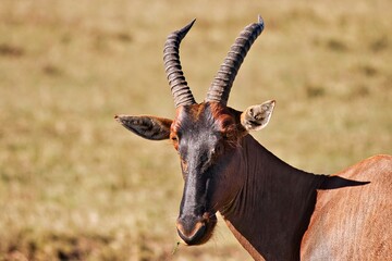 topi antelope in masai mara - obrazy, fototapety, plakaty