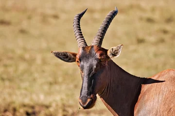 Cercles muraux Antilope topi antelope in masai mara