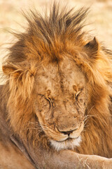 portrait of a lion