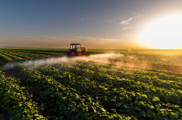 Tractor spraying vegetable field in sunset. - obrazy, fototapety, plakaty