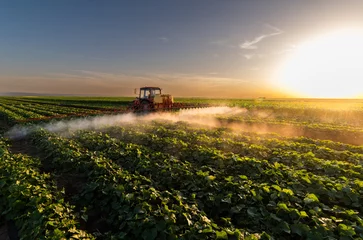 Tuinposter Tractor spraying vegetable field in sunset. © Dusan Kostic