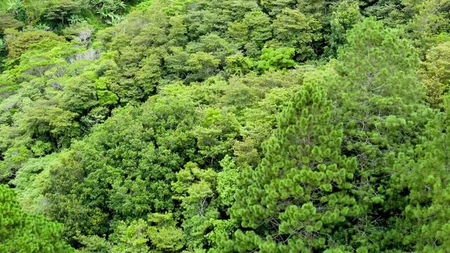 Aerial footage over a dense forest in highlands in Honduras with pines and other species