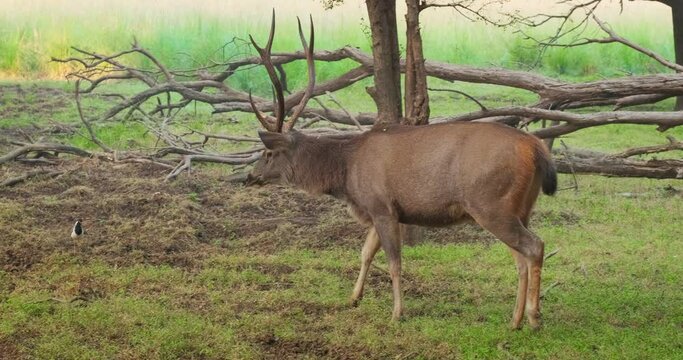 Male sambar (Rusa unicolor) deer walking in the forest. Sambar is large deer native to Indian subcontinent and listed as vulnerable spices. Ranthambore National Park, Rajasthan, India. Horizontal pan