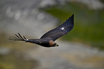 flying Golden eagle // fliegender Steinadler (Aquila chrysaetos)