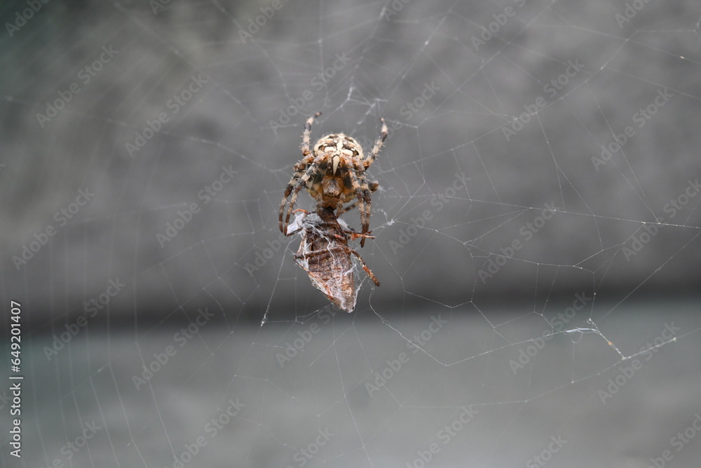 Wall mural spider on the web