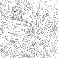 Contour vector illustration of strelitzia, hummingbird and tropical plants. Best for coloring book.