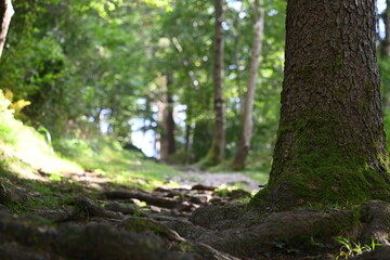 Fototapeta premium tree in the forest