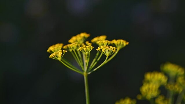 dill flower, fennel swaying in the wind in the garden