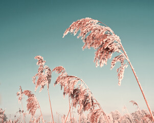 Frosty and snowy pampas grass on blue sky  background. Winter landscape with dried reeds. Dry...