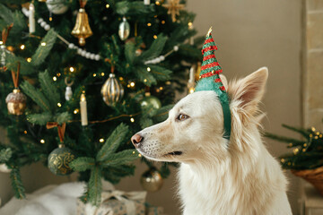 Adorable dog with festive tree headband sitting on background of stylish decorated christmas tree and gifts. Merry Christmas! Pet and winter holidays. Portrait of cute white danish spitz dog