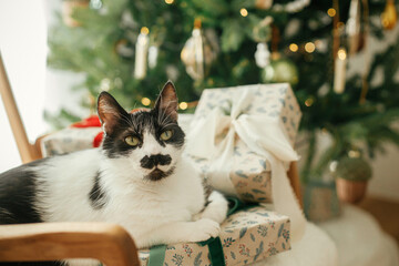 Cute funny cat sitting on stylish christmas gifts on modern chair, relaxing on background of decorated christmas tree. Pet and winter holidays. Atmospheric cozy christmas time