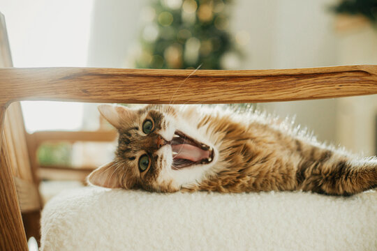 Cute cat lying on modern armchair and yawning on background of stylish decorated christmas tree in sunny room. Pet and winter holidays. Atmospheric cozy christmas time