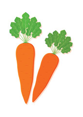 Vector illustration of carrot fresh vegetable. Delicious healthy food