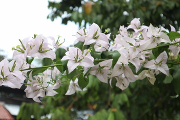 White bougainvillea (Bougainvillea spectabilis) is a popular ornamental plant.