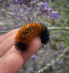 A woolly bear caterpillar, the larval stage of the Isabella tiger moth clings to the tip of a...