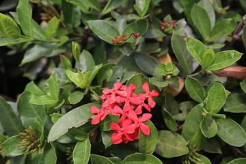 Ashoka flowers (Saraca asoca) have clusters of flowers and wide leaves.