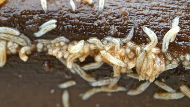 Distinct macro view: Larvae crisscrossing over decaying fruit.