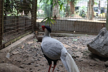 The male silver pheasant (Lophura nycthemera) has dominant black and white colors.