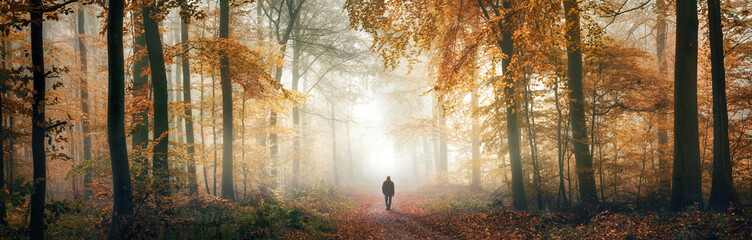 Solitary walk in the depths of a dreamy beautiful forest in autumn mist, an extra wide panorama with magical atmosphere - 649212432