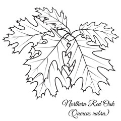 Northern Red Oak tree twig with leaves, vector illustration. Coloring book page.