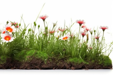 Green meadow with bright flowers isolated on a white background.