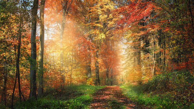 Fototapeta Scenic path with enchanting sunlight adorning the colorful woodland, with red and yellow foliage on the trees and green grass along the footpath