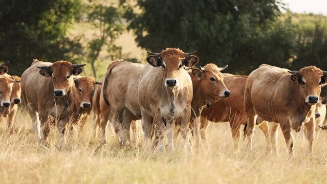 cattle herd in a field in France