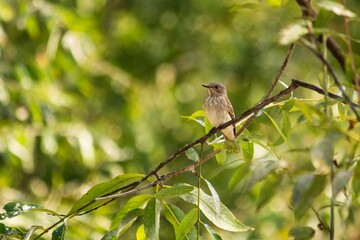 Pied flycatcher bird close-up