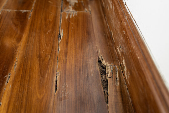 Damage of wooden floor inside buildings or wooden structures in the house,decay in wood after drywood termites infest and feed on wood,problem of termite infestation in home