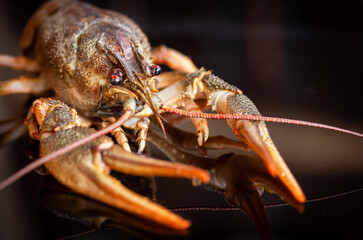 live crayfish caught in fresh water close-up.