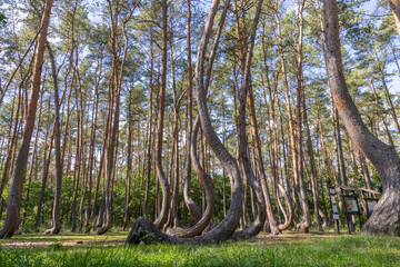 Crooked Forest-Krzywy Las-Poland