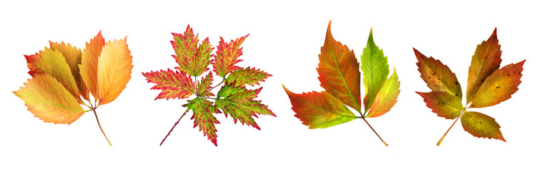 Colorful Autumn Leaves isolated on white  background