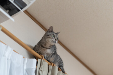 カーテンレールに登る猫　サバトラ猫