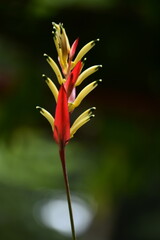 red and yellow flower,Banana flowers are plants that decorate city parks and home gardens.

Bandung city park, Asian part of Indonesia.
photo date, March 05, 2021.
