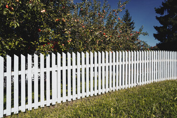 the picket fence by the apple orchard