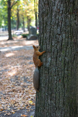 Red squirrel on a tree