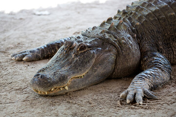Crocodile in the wild