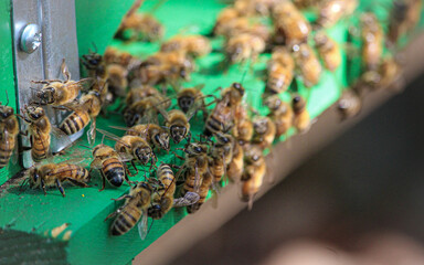 Bees - family of bees that enter and exit the hive