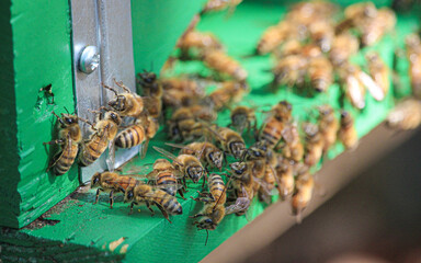 Bees - family of bees that enter and exit the hive