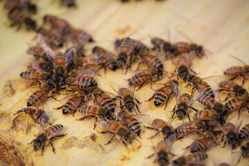 close up of bees in the hive